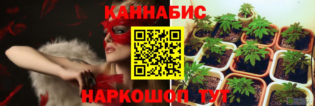 Шишки марихуана тримм  Каннабис планчик  Вход с VPN  Лангепас  МАРИХУАНА AK-47 